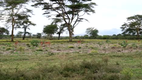 handheld shot as a herd of male impalas grazing on the savannah in africa