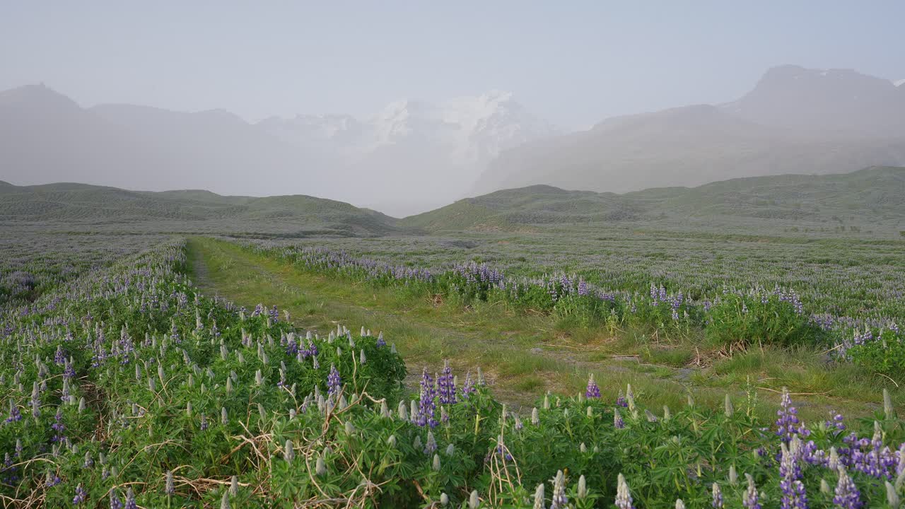 un hermoso camino de campo de islandia bordeado por flores de lupino púrpura que conduce a montañas nevadas