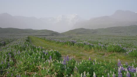 a beautiful iceland country road bordered by purple lupine flowers leading to snowy mountains