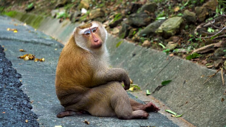 portrait of a monkey, looking at the camera. monkey in the national park, natural habitat, tropical forest