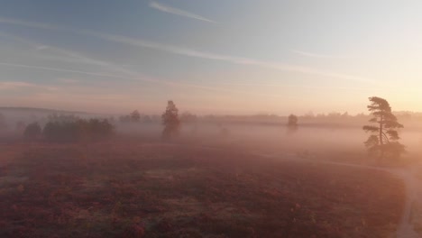 Slowly-moving-forward-aerial-view-of-early-morning-misty-landscape-of-moorland-closing-in-on-a-birch-tree