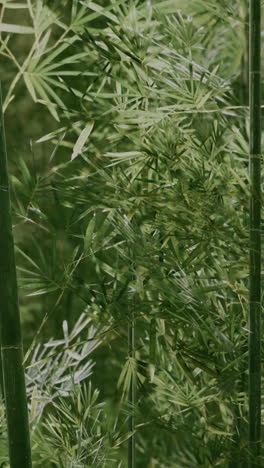 close up of bamboo plants