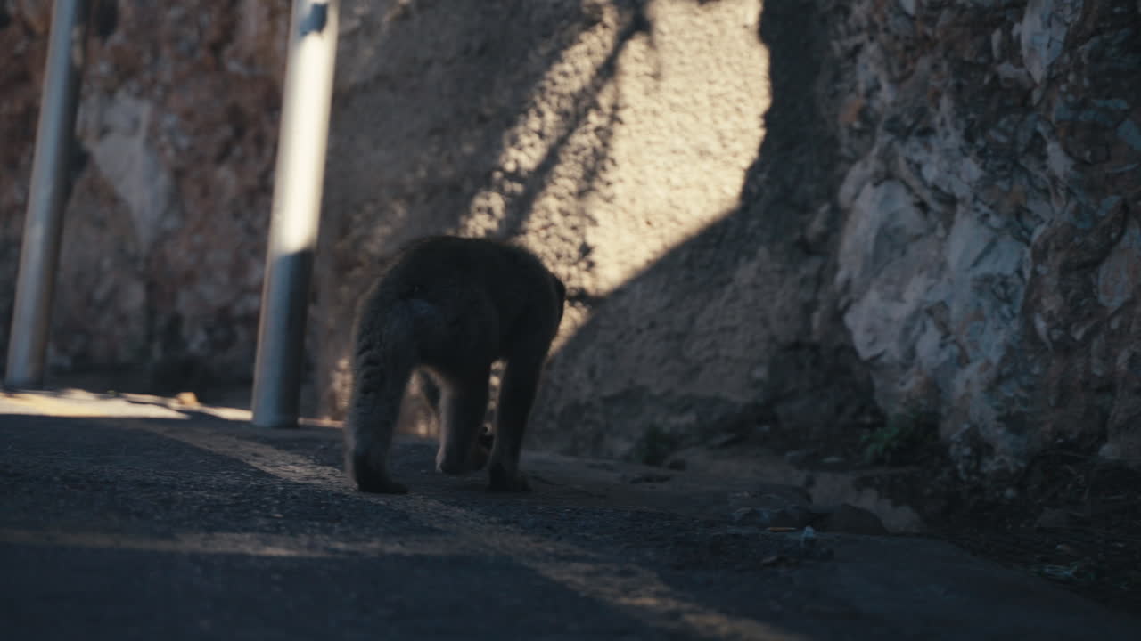 Gibraltar apes rest on the wall