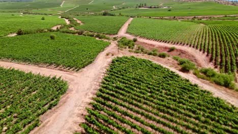 Atemberaubende-Luftaufnahme-Der-Chilenischen-Weinberge-In-Der-Weinregion-Cauquenes-Maule-Valley,-Die-über-Grüne-Felder-Fliegt