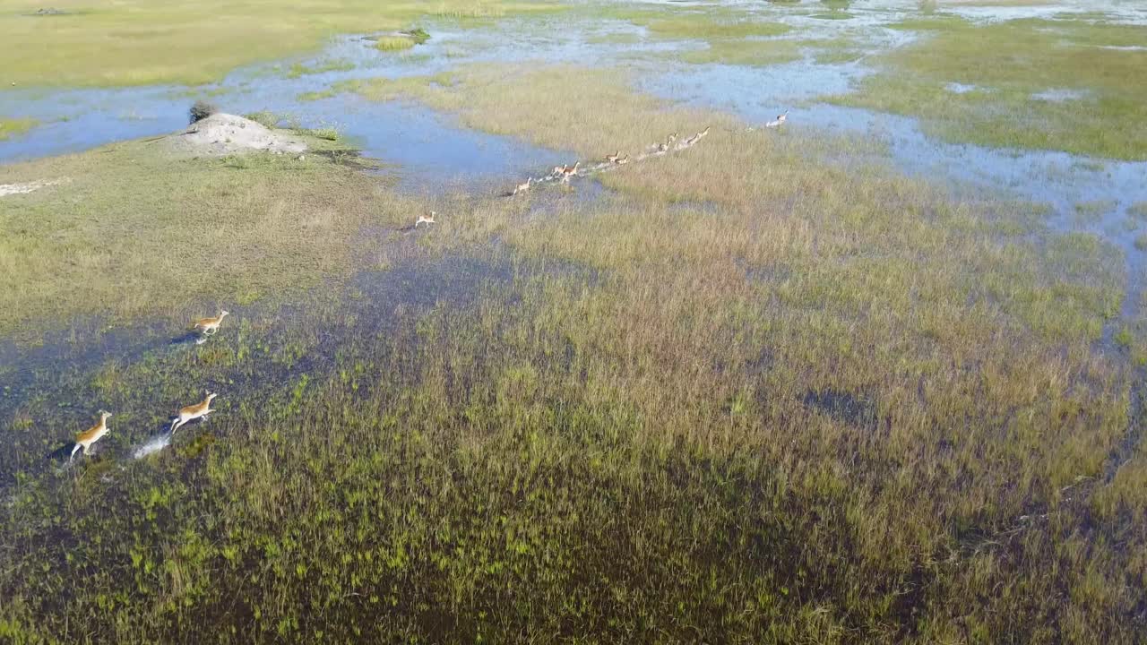 volando alto sopra il lechwe rosso che attraversa il pittoresco delta dell'okavango, in botswana