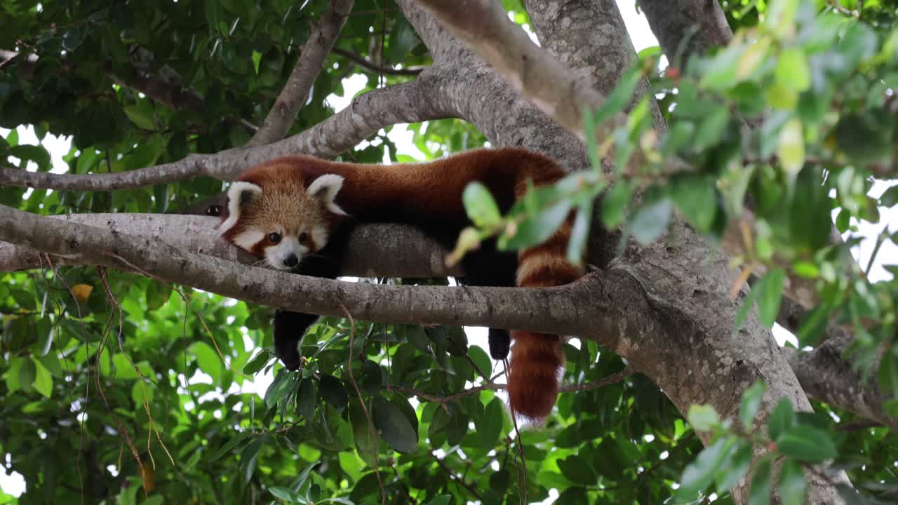 panda roja moviéndose a través de las ramas de un árbol