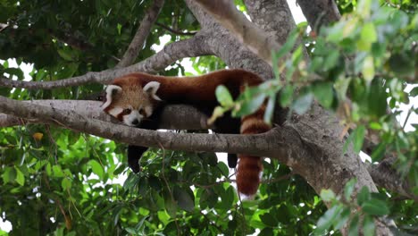 red panda moving through branches in a tree