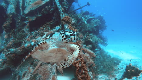 Tortuga-Flotando-En-El-Océano-Frente-Al-Naufragio-En-Cámara-Lenta