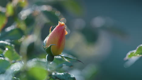 bud pink rose floral garden. close up unbloomed flower growing green bushes.