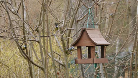 Pájaros-De-Jardín-Llegando-Al-Comedero-De-Pájaros-De-Madera-Colgado-En-El-árbol,-Primavera