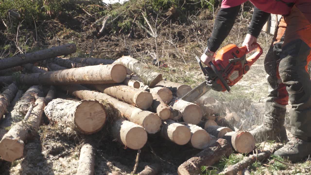 Lumberjack Used Chainsaw To Cut Trees In The Forest On A Sunny Day