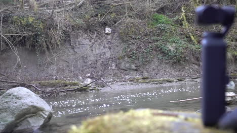 río en un bosque suizo en otoño: cámara de acción sobre una roca, filmación