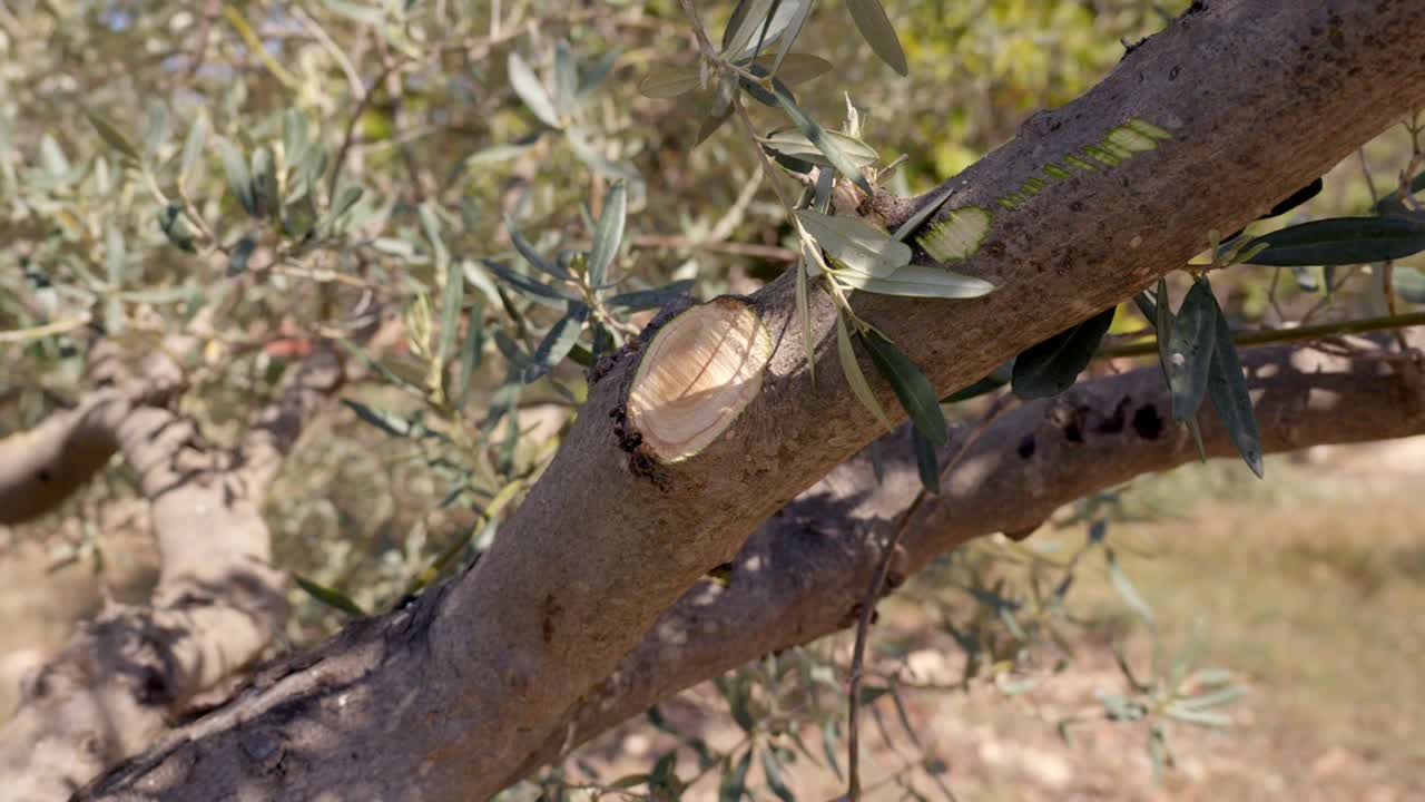 봄 가공 후 의 올리브 가지, 회전