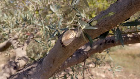 Olive-branch-after-spring-pruning,-rotanting