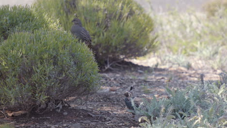 Hembra-De-Codorniz-De-California-Encaramada-Mientras-El-Macho-Limpia-Sus-Plumas-A-Cámara-Lenta