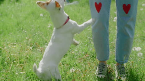 dog playing in park with owner