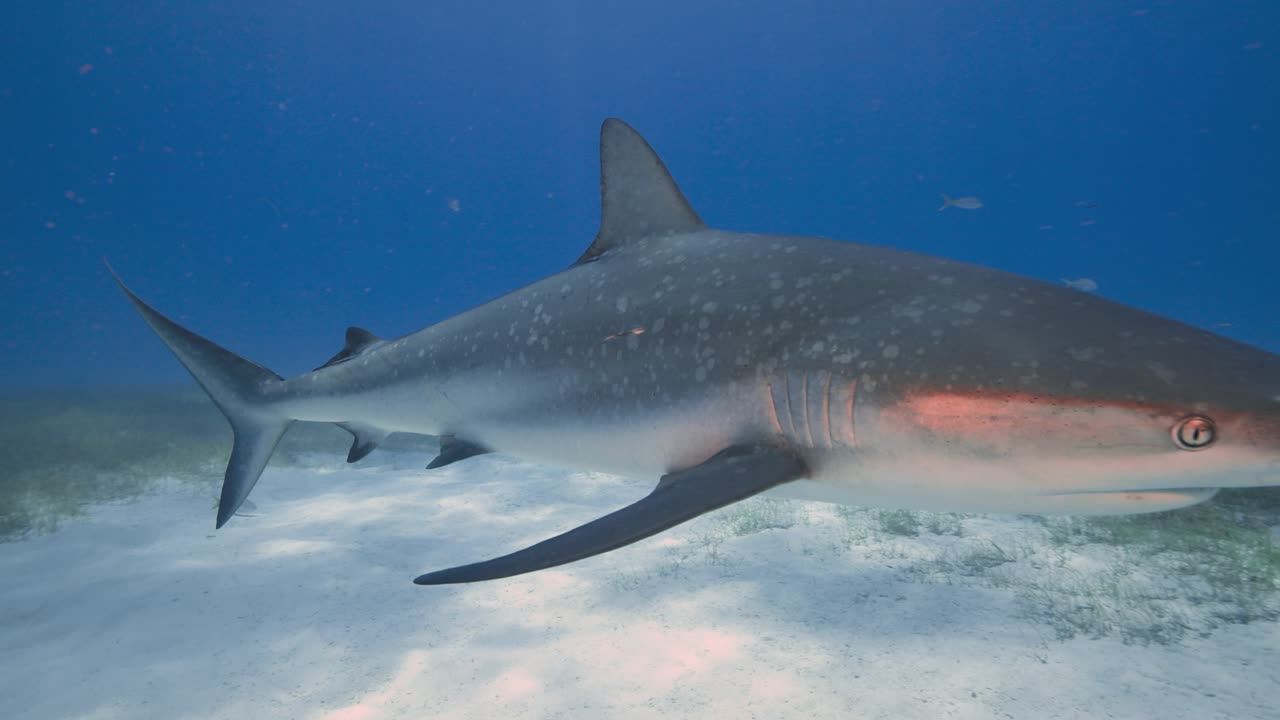 Caribbean reef shark with speckles and freckles swims right by the camera