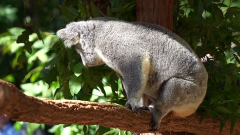 Koala-basking-in-the-sunshine,-urinating-on-the-tree-branch,-and-hop-away,-close-up-shot-of-native-Australian-wildlife-species