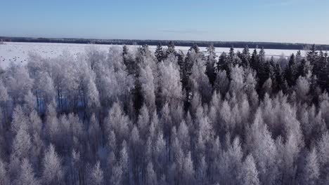 Saisonaler-Wald-Im-Winter-Nordeuropa-Bedeckt-Mit-Frostiger-Sonniger-Tageslichtluftaufnahme