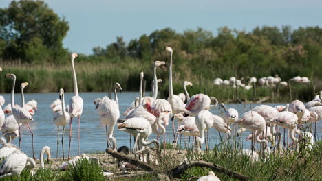 Flamingos-Im-Flachen-Deltawasser-Im-Winter