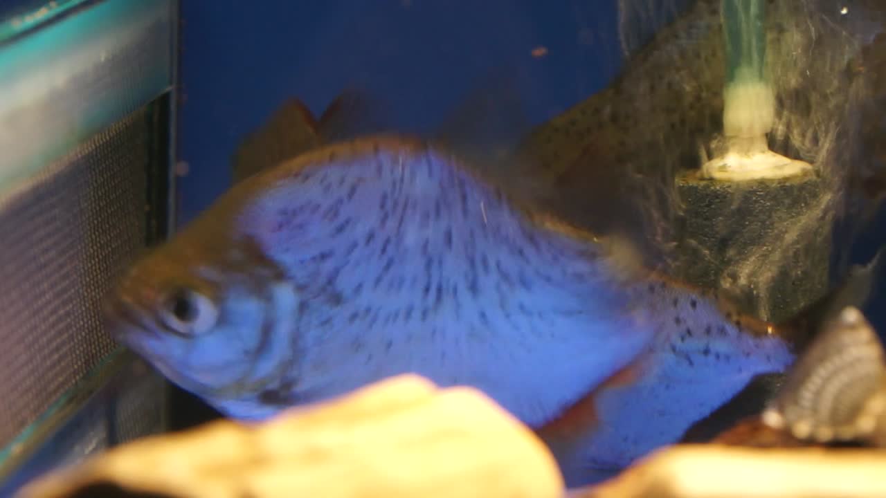 Fin nipping a captive behavior among fish, spotted piranha with wounded tail
