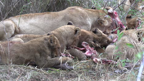 Lions-feed-on-pieces-of-carcass-on-grass-in-South-Africa,-slow-zoom-in