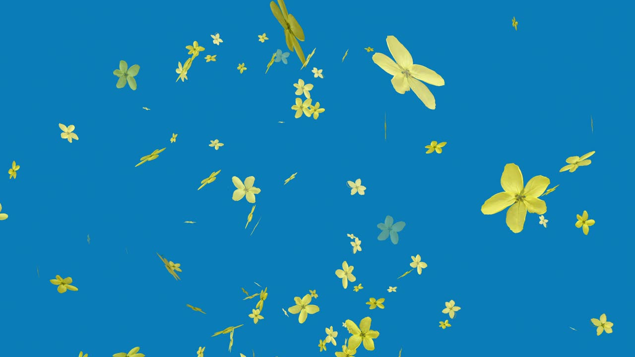Yellow petals of the golden rain tree flowers (Cassia fistula) are falling to the ground. Yellow flower petal 3D animation background. Blue chroma key petal animation video.