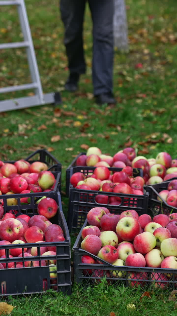 Organic fresh ripe fruits farming. Ripe apple season farming countryside. Vertical video