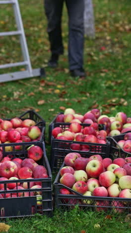 organic fresh ripe fruits farming. ripe apple season farming countryside. vertical video