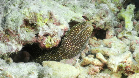 White-mouth-moray-breathing