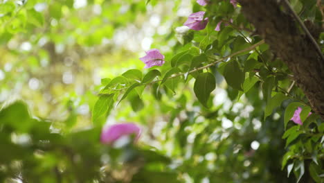 Bougainvilleen-Aus-Nächster-Nähe