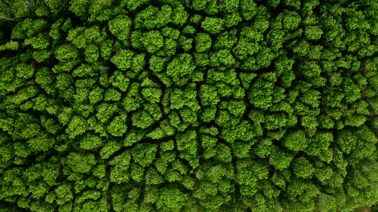 Dense Forest Canopy Aerial View