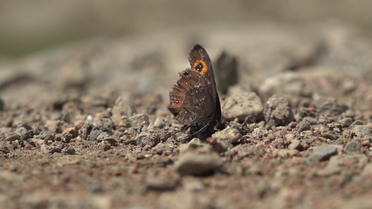 Bruine Vlinder Rustend op Rotsachtige Grond