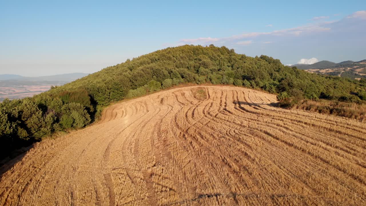 video del avión no tripulado sobre el campo de cultivos de la montaña trigo sumemr día soleado