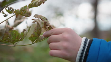 close-up hand view of white child observing rusted leaf, plucking it with careful attention, background features lush greenery with blurred leaves and natural outdoor setting