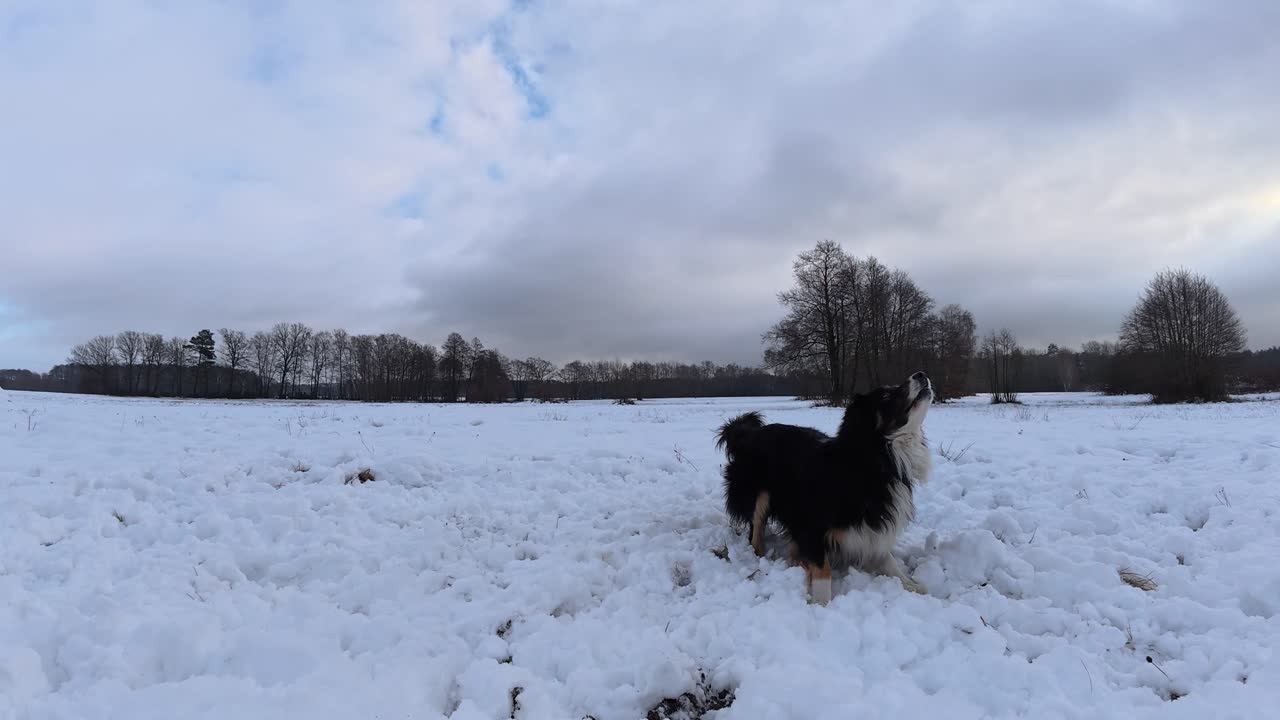 Energetic Border Collie leaps upward to grab flying snow on a snowy December meadow under cloudy skies