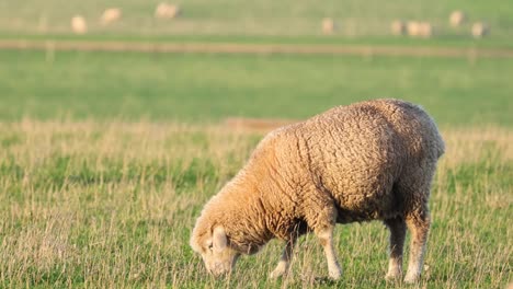 ovejas comiendo hierba en un campo exuberante