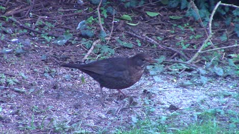 Female-blackbird-of-the-thrush-family-feeding-on-birdseed-in-a-bird-lovers-front-garden-in-the-town-of-Oakham-in-the-county-of-Rutland-in-England,-United-Kingdom