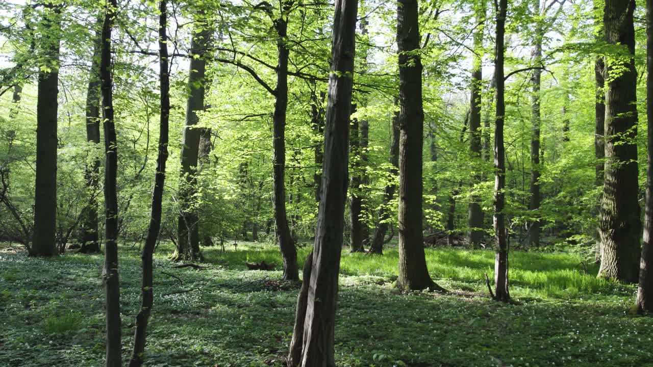 Splendida luce solare nella foresta verde, scorri a sinistra.