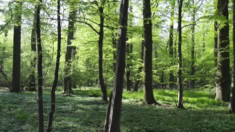 Hermosa-Luz-Del-Sol-En-El-Bosque-Verde,-Deslice-Hacia-La-Izquierda