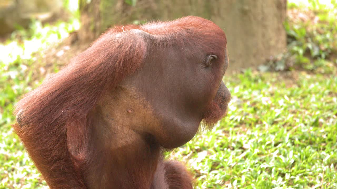 Inquadratura media di un orangutan che accudisce un altro primate mentre è seduto sull'erba verde