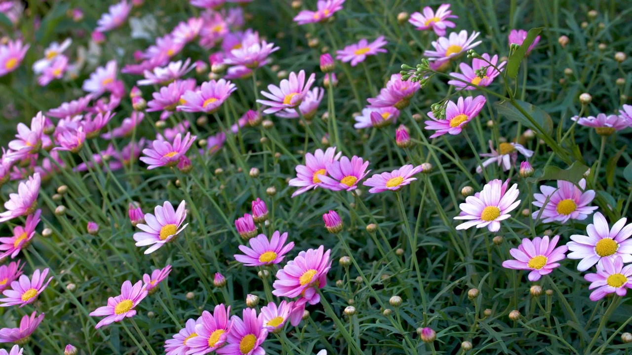 Primo piano di vivaci margherite rosa in fiore in un rigoglioso giardino estivo verde