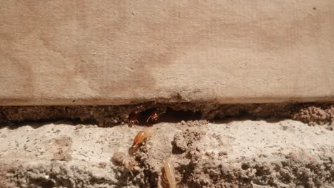 una colonia de termitas asomando la cabeza por las paredes de un garaje en una toma casera con una lente supermacro casi al estilo de la geografía nacional