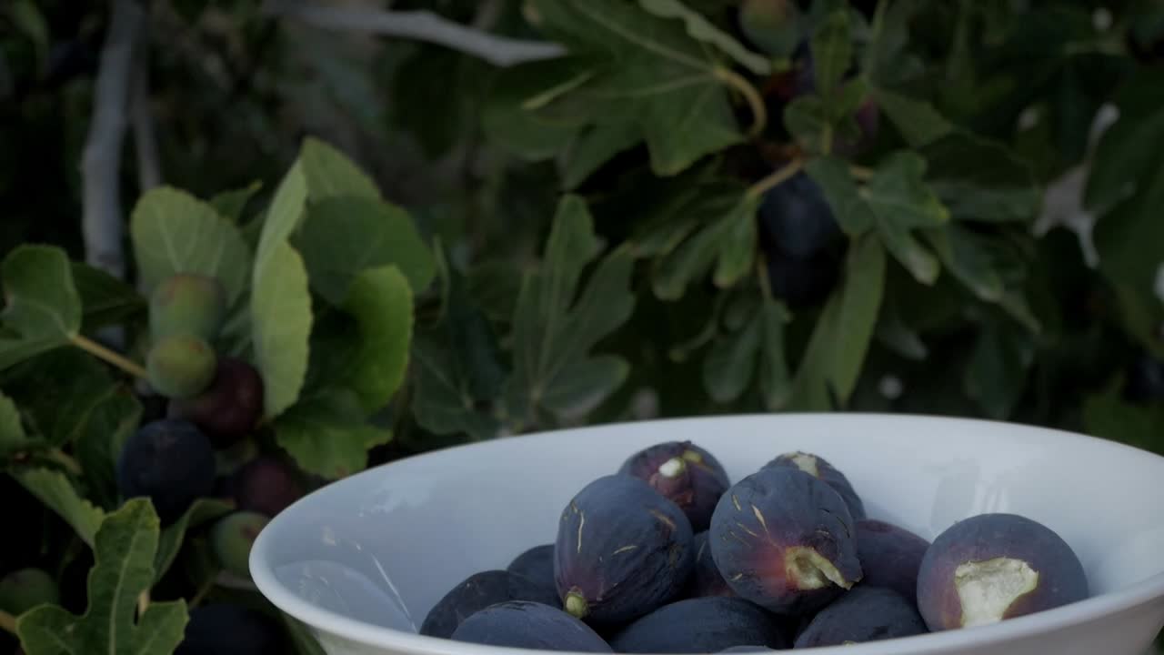 Person picking ripe figs from tree, bowl full, outdoors on sunny day