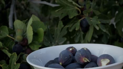 person picking ripe figs from tree, bowl full, outdoors on sunny day
