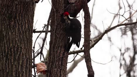 toma en cámara lenta de un pájaro carpintero de cabeza roja mirando dentro del tronco de un árbol en busca de comida