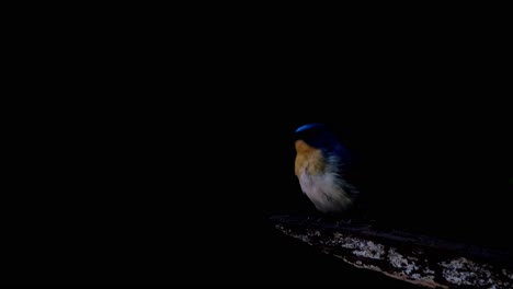 Perched-on-a-branch-looking-to-the-left-and-then-flies-down-to-take-its-prey,-Indochinese-Blue-Flycatcher-Cyornis-sumatrensis,-Thailand