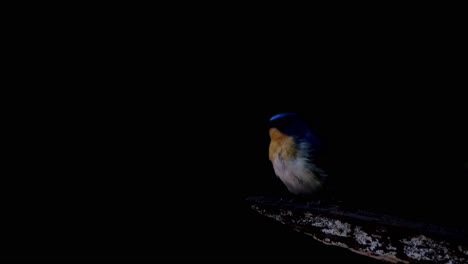 perched on a branch looking to the left and then flies down to take its prey, indochinese blue flycatcher cyornis sumatrensis, thailand