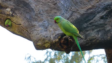 el periquito de anillo rosa psittacula krameri, también conocido como el periquito de cuello anillo, es un loro de tamaño mediano del género psittacula, de la familia psittacidae. parque nacional de ranthambore rajasthan india