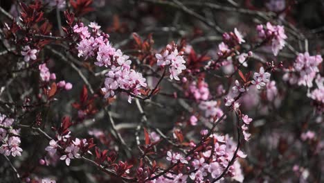 ramas de un cerezo que se balancean suavemente con el viento durante la primavera